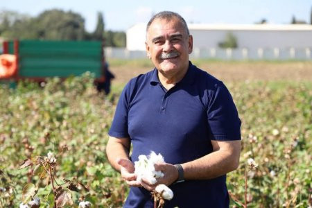 Pambıq bitkisinin hommoz xəstəliyi və ona qarşı mübarizə yolları