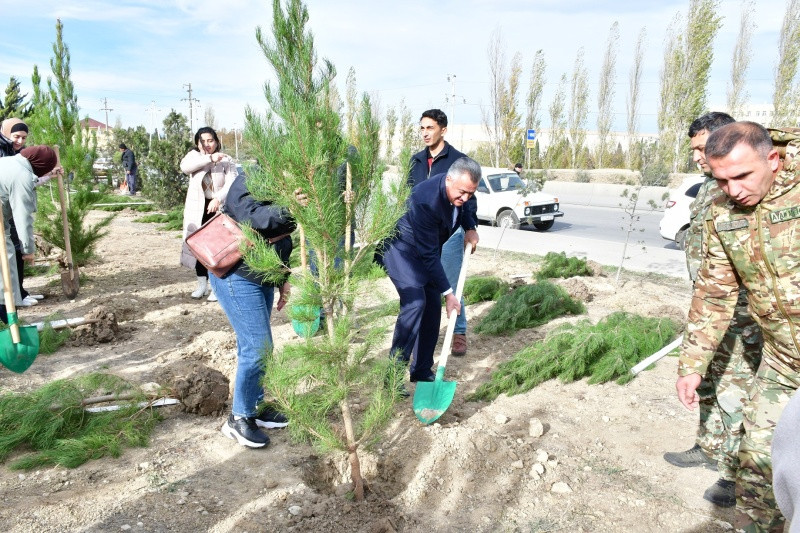 Abşeron rayonunda ağacəkmə aksiyası keçirilib