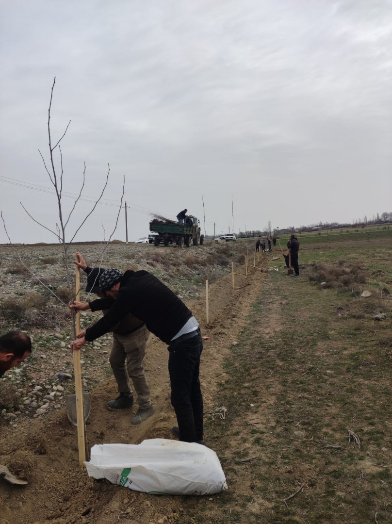 Füzulidə Heydər Əliyevin 100 illiyi münasibətilə 920 ədəd çinar, 200 ədəd eldar şamı əkildi