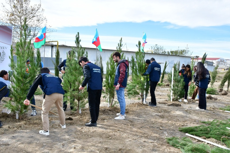 Abşeron rayonunda ağacəkmə aksiyası keçirilib