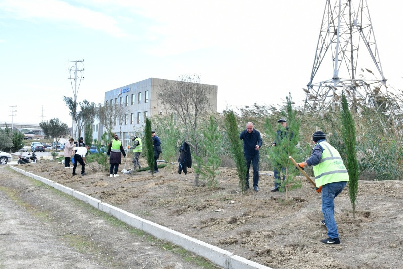 Abşeron rayonunda ağacəkmə aksiyası keçirilib