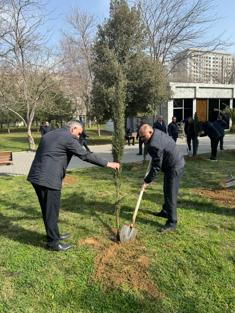 Nəsimi rayonunda 2024-cü ilin "Yaşıl dünya naminə həmrəylik ili" elan edilməsi çərçivəsində COP29-a həsr edilmiş ağacəkmə aksiyası keçirilib