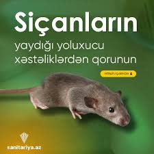 Siçan, siçovul kimi gəmiricilərin yaydığı xəstəlik-