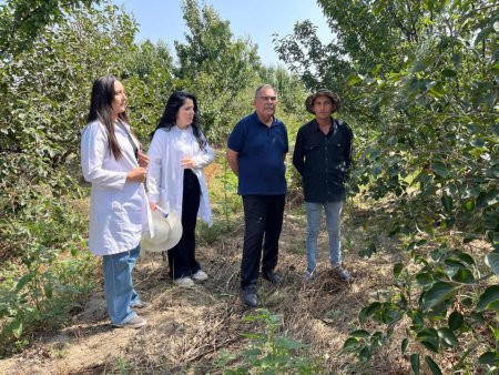 "Sahələrdə fitosanitar vəziyyətə nəzarət edir, monitorinqlər, marşrut müayinələr aparırıq"