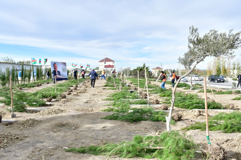 Abşeron rayonunda ağacəkmə aksiyası keçirilib