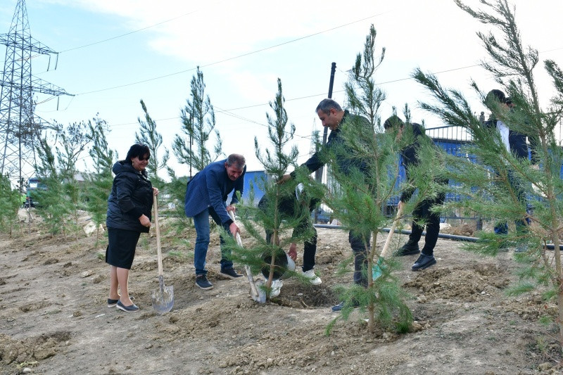 Abşeron rayonunda ağacəkmə aksiyası keçirilib