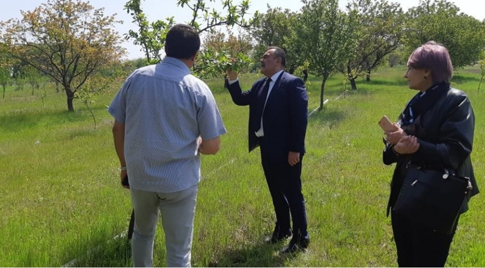 Badamda antraknoz xəstəliyi və ona qarşı mübarizə tədbirləri