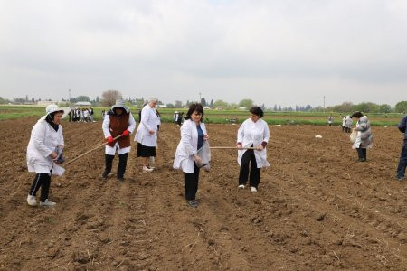 Təcrübə sahələrində günəbaxan və pambıq əkinləri aparılıb