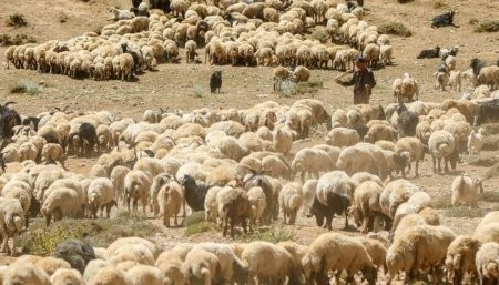Kənd Təsərrüfatı Nazirliyi torpaqları qanunsuz icarəyə verib? - AKTUAL
