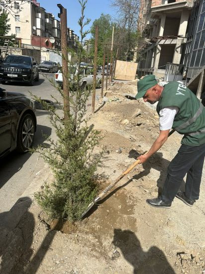 Nərimanovda "yaşıl soyqırım" - Çoxillik zeytun ağacları kəsildi -