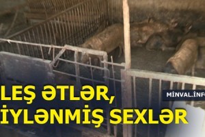 İylənmiş leş ətlər kolbasa üçün istifadə edilir – Bakıda iyrənc görüntülər