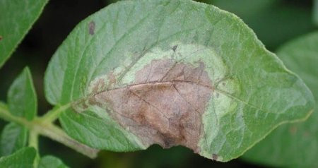 Badımcanda mozaika virus xəstəliyi və ona qarşı mübarizə
