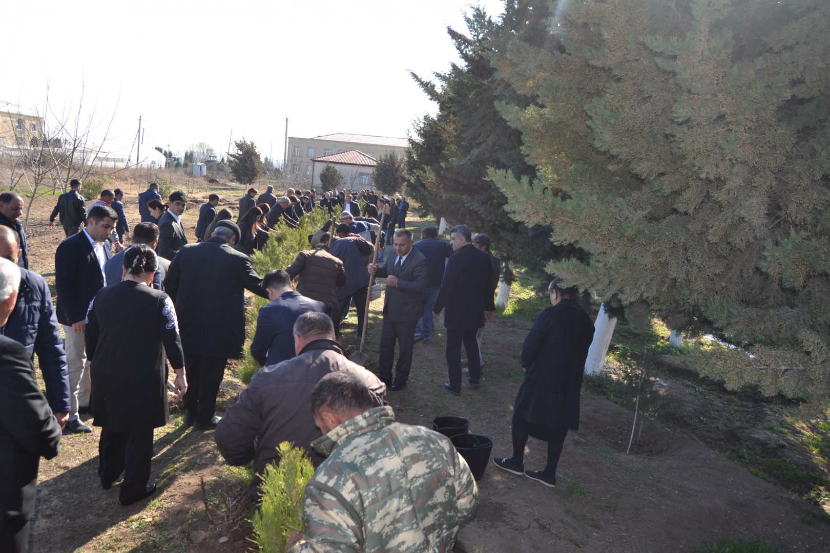 Ulu Öndər Heydər Əliyevin anadan olmasının 100 illiyi münasibətilə Füzulidə ağacəkmə aksiyası...