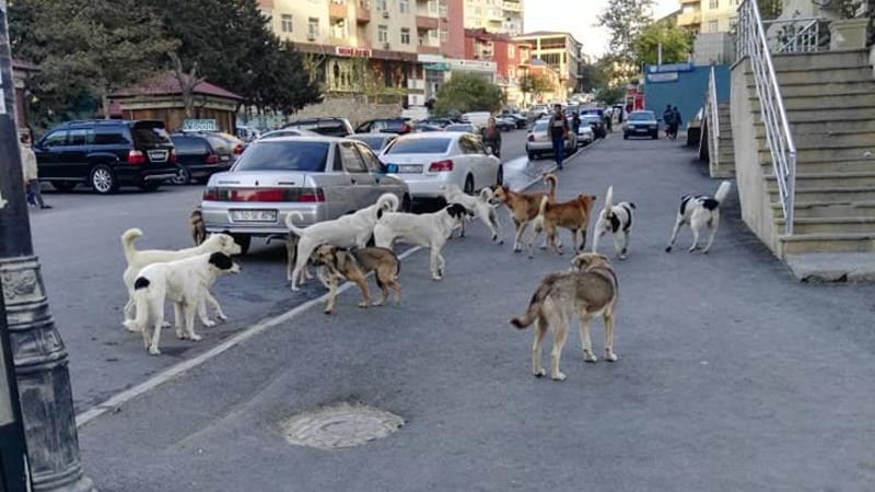 Küçə itləri bir qədərdə çoxalıb,xəstəliklərin faizi də yüksəlib-
