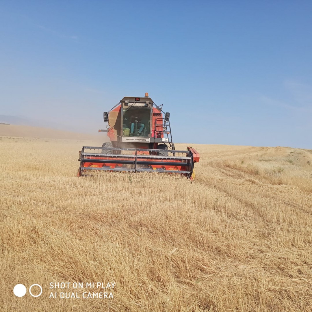 Füzuli rayonunda taxıl biçini davam edir