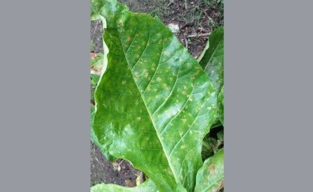 Tütündə yalançı unlu şeh ya peronosporoz xəstəliyi,onunla mübarizə