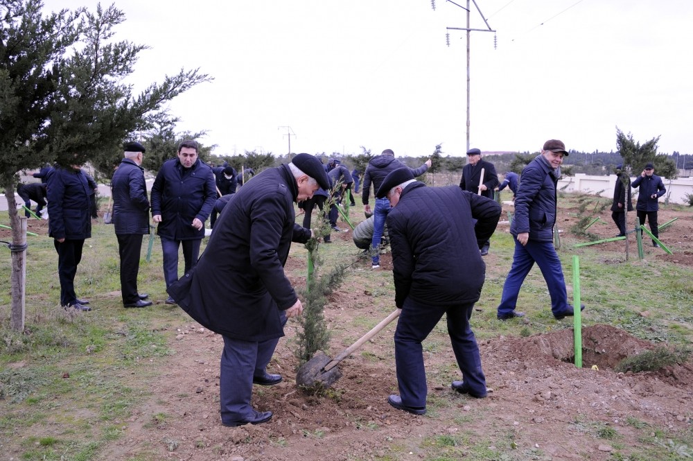 Meliorasiya və Su Təsərrüfatı ASC-nin kollektivi Zağulbada 1500-dən çox ağac əkib