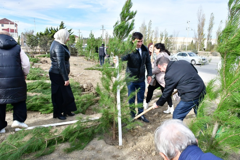 Abşeron rayonunda ağacəkmə aksiyası keçirilib