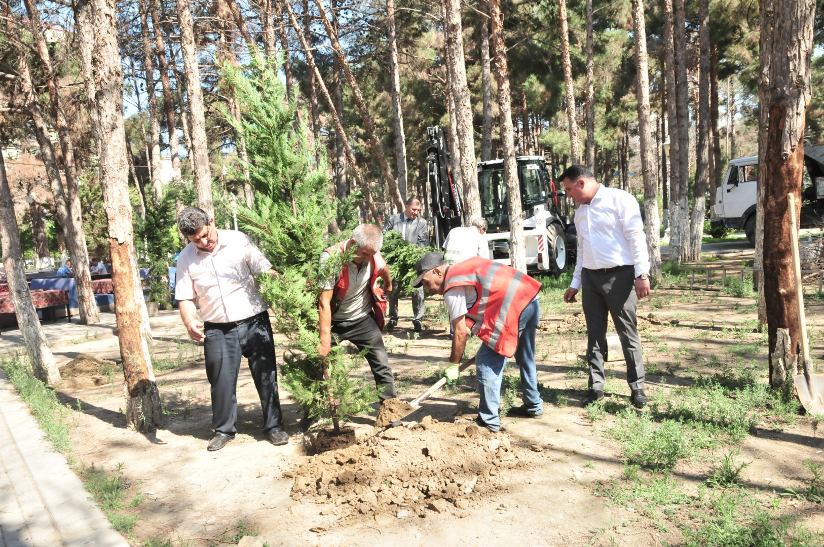 Abşeron rayonunda qurumuş ağacların götürülməsi və yerlərinə yeni tinglərin əkilməsinə başlanılmışdır