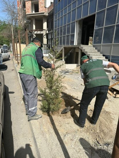 Nərimanovda "yaşıl soyqırım" - Çoxillik zeytun ağacları kəsildi -