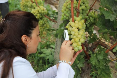 "Üzüm şirəsi ana südünə yaxın bir məlhəmdir"
