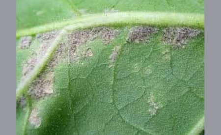 Tütündə yalançı unlu şeh ya peronosporoz xəstəliyi,onunla mübarizə