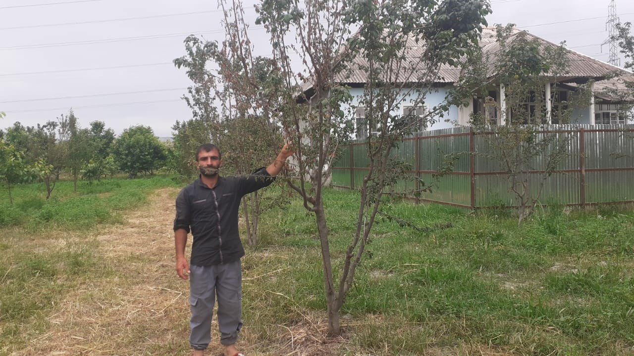 Göyçay Dövlət Aqrar İnkişaf Mərkəzinin nəzarətsizliyi nəticəsində...