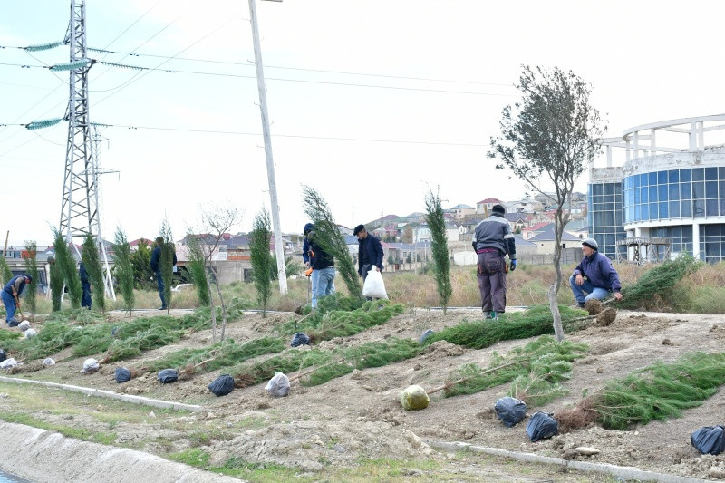 Abşeron rayonunda ağacəkmə aksiyası keçirilib