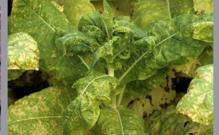 Tütündə yalançı unlu şeh ya peronosporoz xəstəliyi,onunla mübarizə