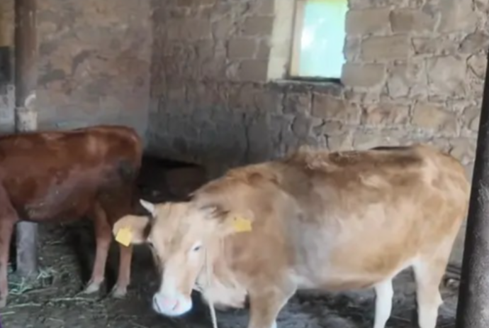 Məşğulluğun verdiyi üç inəkdən biri tələf oldu -