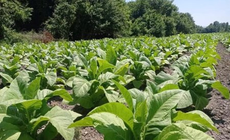 Tütündə yalançı unlu şeh ya peronosporoz xəstəliyi,onunla mübarizə