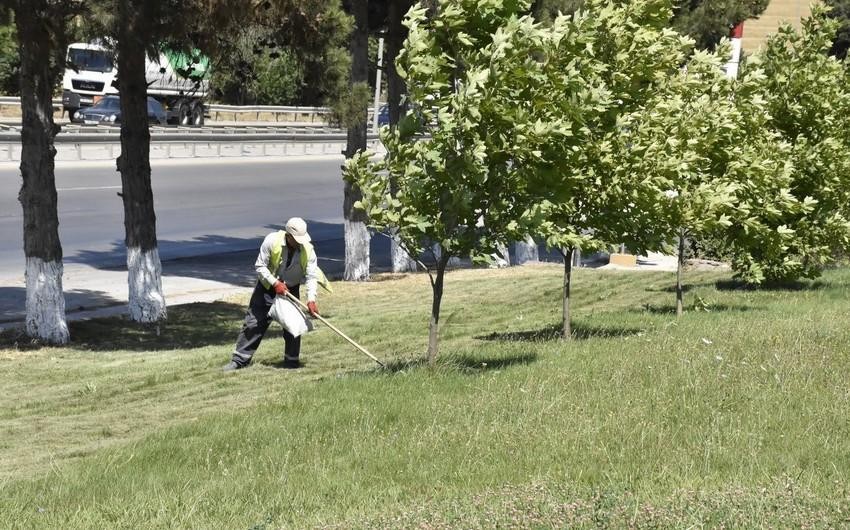 Azərbaycanda 43 milyon manat yaşıllaşdırmaya xərclənəcək